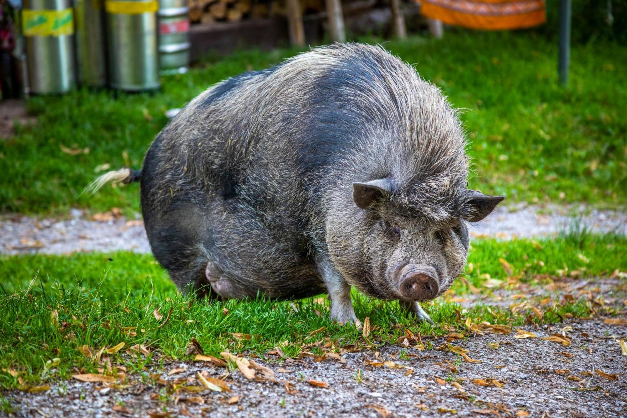 Ferienhof Millinghof Leogang Bagian luar foto
